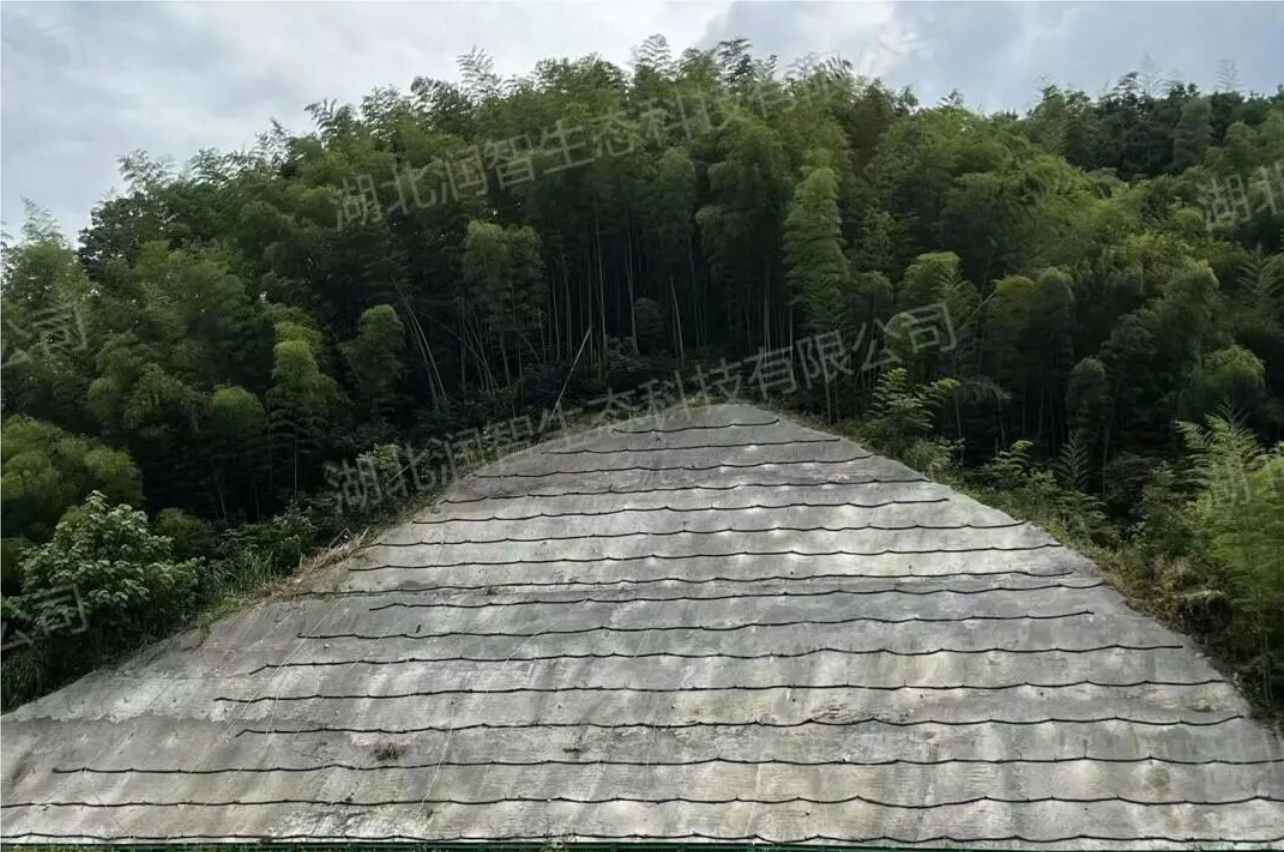 1758183410436011003.png QQ_1758183373439.png